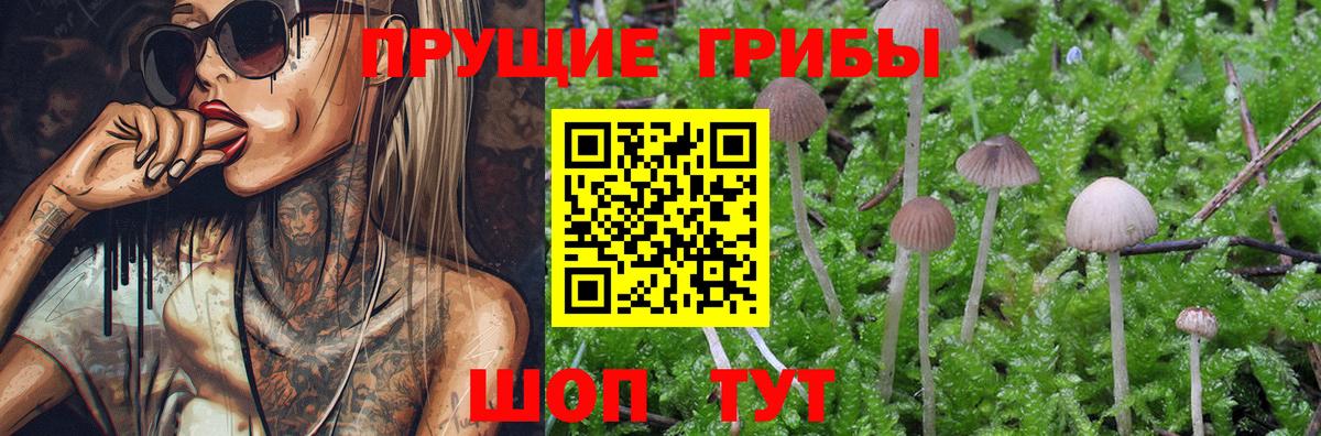 Бирск  Галлюциногенные грибы Psilocybine cubensis  Вход с VPN  Галлюциногенные грибы Psilocybine cubensis 